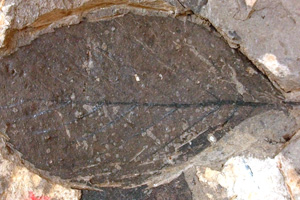 Symplocos brežanii Palamarev [holotype IBERPBXX0048] (c) Institute of Biodiversity and Ecosystem Research, BAS — Paleobotanical Collection (IBER-PB)
