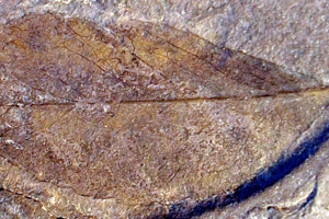 Celastrophyllum mirabile Palamarev & Petkova [holotype IBERPBXX0051] (c) Institute of Biodiversity and Ecosystem Research, BAS — Paleobotanical Collection (IBER-PB)
