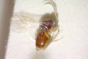 Synergus cerricolus Vassileva-Samanlieva, 1986 [holotype IBERZCXX0010] (c) Institute of Biodiversity and Ecosystem Research, BAS — Zoological Collection (IBER-ZC)