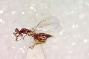 Puklina asphodelinae Boyajzhiev, 2003 [paratype IBERZCXX0017] (c) Institute of Biodiversity and Ecosystem Research, BAS — Zoological Collection (IBER-ZC)