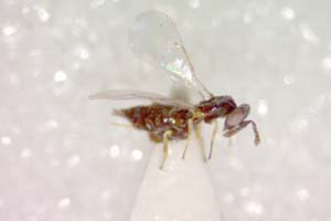 Puklina asphodelinae Boyajzhiev, 2003 [paratype IBERZCXX0018] (c) Institute of Biodiversity and Ecosystem Research, BAS — Zoological Collection (IBER-ZC)