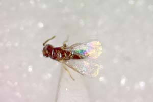 Puklina asphodelinae Boyajzhiev, 2003 [paratype IBERZCXX0019] (c) Institute of Biodiversity and Ecosystem Research, BAS — Zoological Collection (IBER-ZC)