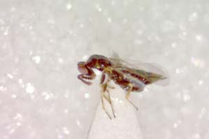 Puklina asphodelinae Boyajzhiev, 2003 [paratype IBERZCXX0020] (c) Institute of Biodiversity and Ecosystem Research, BAS — Zoological Collection (IBER-ZC)