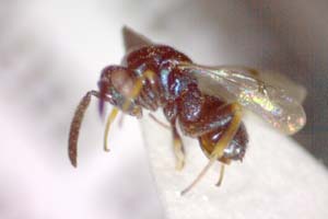 Glyphomerus aylax Stojanova, 2005 [paratype IBERZCXX0021] (c) Institute of Biodiversity and Ecosystem Research, BAS — Zoological Collection (IBER-ZC)