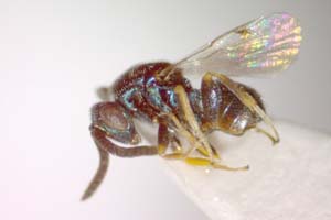Glyphomerus aylax Stojanova, 2005 [paratype IBERZCXX0022] (c) Institute of Biodiversity and Ecosystem Research, BAS — Zoological Collection (IBER-ZC)