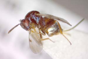 Glyphomerus aylax Stojanova, 2005 [paratype IBERZCXX0023] (c) Institute of Biodiversity and Ecosystem Research, BAS — Zoological Collection (IBER-ZC)