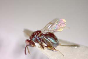 Glyphomerus aylax Stojanova, 2005 [paratype IBERZCXX0024] (c) Institute of Biodiversity and Ecosystem Research, BAS — Zoological Collection (IBER-ZC)