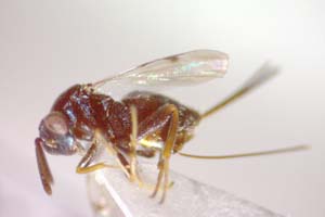Glyphomerus aylax Stojanova, 2005 [paratype IBERZCXX0025] (c) Institute of Biodiversity and Ecosystem Research, BAS — Zoological Collection (IBER-ZC)