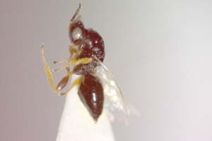 Systole marinazerovae Stojanova, 2002 [paratype IBERZCXX0026] (c) Institute of Biodiversity and Ecosystem Research, BAS — Zoological Collection (IBER-ZC)