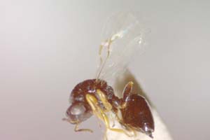 Systole besaparica Stojanova, 2002 [paratype IBERZCXX0027] (c) Institute of Biodiversity and Ecosystem Research, BAS — Zoological Collection (IBER-ZC)