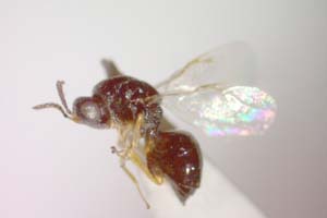Systole besaparica Stojanova, 2002 [paratype IBERZCXX0028] (c) Institute of Biodiversity and Ecosystem Research, BAS — Zoological Collection (IBER-ZC)