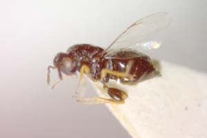 Systole besaparica Stojanova, 2002 [paratype IBERZCXX0029] (c) Institute of Biodiversity and Ecosystem Research, BAS — Zoological Collection (IBER-ZC)