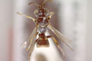 Harpactus priscus Ljubomirov, 2001 [paratype IBERZCXX0030] (c) Institute of Biodiversity and Ecosystem Research, BAS — Zoological Collection (IBER-ZC)