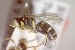Harpactus priscus Ljubomirov, 2001 [paratype IBERZCXX0031] (c) Institute of Biodiversity and Ecosystem Research, BAS — Zoological Collection (IBER-ZC)