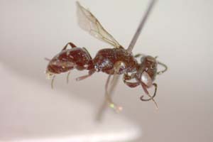 Nitela laevigata Ljubomirov, 2008 [paratype IBERZCXX0032] (c) Institute of Biodiversity and Ecosystem Research, BAS — Zoological Collection (IBER-ZC)