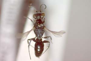 Nitela laevigata Ljubomirov, 2008 [paratype IBERZCXX0033] (c) Institute of Biodiversity and Ecosystem Research, BAS — Zoological Collection (IBER-ZC)