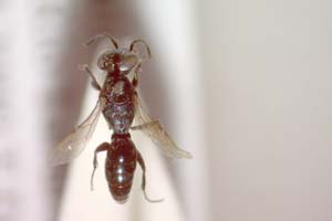 Nitela laevigata Ljubomirov, 2008 [paratype IBERZCXX0034] (c) Institute of Biodiversity and Ecosystem Research, BAS — Zoological Collection (IBER-ZC)