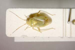 Lygocoris zebei Günther, 1997 [paratype IBERZCXX0035] (c) Institute of Biodiversity and Ecosystem Research, BAS — Zoological Collection (IBER-ZC)