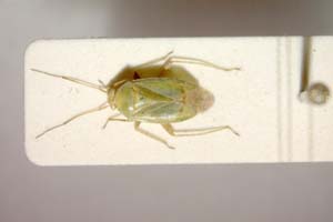 Lygocoris zebei Günther, 1997 [paratype IBERZCXX0036] (c) Institute of Biodiversity and Ecosystem Research, BAS — Zoological Collection (IBER-ZC)