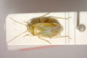 Lygocoris zebei Günther, 1997 [paratype IBERZCXX0038] (c) Institute of Biodiversity and Ecosystem Research, BAS — Zoological Collection (IBER-ZC)