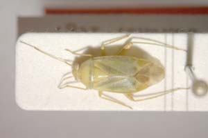 Lygocoris zebei Günther, 1997 [paratype IBERZCXX0039] (c) Institute of Biodiversity and Ecosystem Research, BAS — Zoological Collection (IBER-ZC)