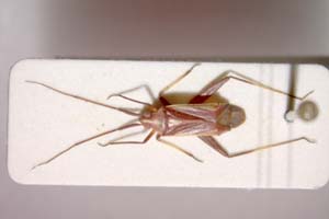 Phytocoris limonii Günther, 1992 [paratype IBERZCXX0042] (c) Institute of Biodiversity and Ecosystem Research, BAS — Zoological Collection (IBER-ZC)