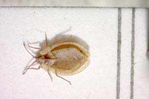 Acalypta anatolica Josifov, 1967 [paratype IBERZCXX0046] (c) Institute of Biodiversity and Ecosystem Research, BAS — Zoological Collection (IBER-ZC)