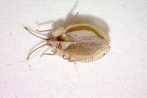 Acalypta anatolica Josifov, 1967 [paratype IBERZCXX0048] (c) Institute of Biodiversity and Ecosystem Research, BAS — Zoological Collection (IBER-ZC)
