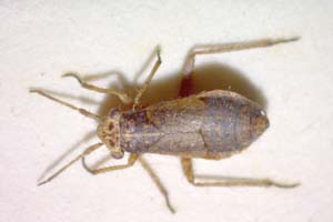 Dimorphocoris remanei Wagner, 1965 [paratype IBERZCXX0050] (c) Institute of Biodiversity and Ecosystem Research, BAS — Zoological Collection (IBER-ZC)
