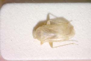 Psallus anaemicus Seidenstücker, 1966 [paratype IBERZCXX0051] (c) Institute of Biodiversity and Ecosystem Research, BAS — Zoological Collection (IBER-ZC)
