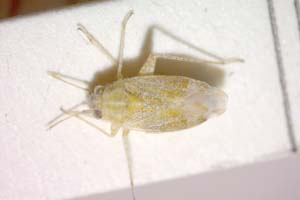 Solenoxyphus minor Wagner, 1969 [paratype IBERZCXX0053] (c) Institute of Biodiversity and Ecosystem Research, BAS — Zoological Collection (IBER-ZC)