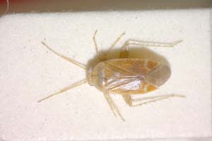 Psallus helenae Josifov, 1969 [holotype IBERZCXX0054] (c) Institute of Biodiversity and Ecosystem Research, BAS — Zoological Collection (IBER-ZC)