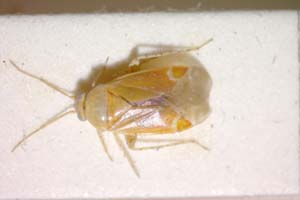 Psallus helenae Josifov, 1969 [paratype IBERZCXX0056] (c) Institute of Biodiversity and Ecosystem Research, BAS — Zoological Collection (IBER-ZC)