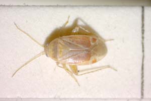 Psallus helenae Josifov, 1969 [paratype IBERZCXX0058] (c) Institute of Biodiversity and Ecosystem Research, BAS — Zoological Collection (IBER-ZC)