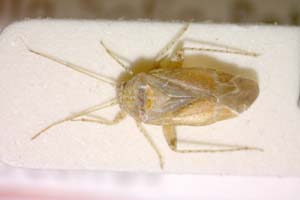 Psallus balcanicus Josifov, 1969 [paratype IBERZCXX0061] (c) Institute of Biodiversity and Ecosystem Research, BAS — Zoological Collection (IBER-ZC)
