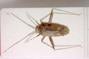 Phytocoris thrax Josifov, 1969 [holotype IBERZCXX0064] (c) Institute of Biodiversity and Ecosystem Research, BAS — Zoological Collection (IBER-ZC)