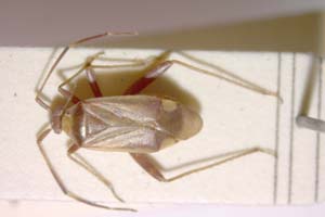 Adelphocoris josifovi Wagner, 1968 [paratype IBERZCXX0073] (c) Institute of Biodiversity and Ecosystem Research, BAS — Zoological Collection (IBER-ZC)
