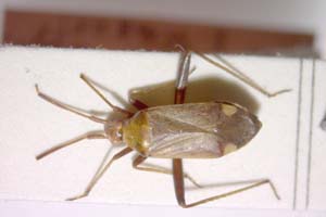 Adelphocoris josifovi Wagner, 1968 [paratype IBERZCXX0074] (c) Institute of Biodiversity and Ecosystem Research, BAS — Zoological Collection (IBER-ZC)