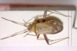 Adelphocoris josifovi Wagner, 1968 [paratype IBERZCXX0075] (c) Institute of Biodiversity and Ecosystem Research, BAS — Zoological Collection (IBER-ZC)