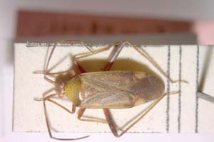 Adelphocoris josifovi Wagner, 1968 [paratype IBERZCXX0076] Institute of Biodiversity and Ecosystem Research, BAS — Zoological Collection (IBER-ZC)