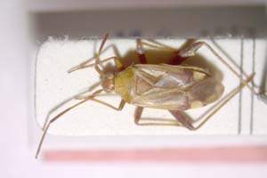 Adelphocoris josifovi Wagner, 1968 [paratype IBERZCXX0077] (c) Institute of Biodiversity and Ecosystem Research, BAS — Zoological Collection (IBER-ZC)