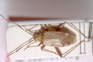 Adelphocoris josifovi Wagner, 1968 [paratype IBERZCXX0078] (c) Institute of Biodiversity and Ecosystem Research, BAS — Zoological Collection (IBER-ZC)