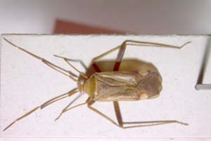 Adelphocoris josifovi Wagner, 1968 [paratype IBERZCXX0079] (c) Institute of Biodiversity and Ecosystem Research, BAS — Zoological Collection (IBER-ZC)