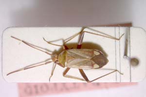 Adelphocoris josifovi Wagner, 1968 [paratype IBERZCXX0080] (c) Institute of Biodiversity and Ecosystem Research, BAS — Zoological Collection (IBER-ZC)
