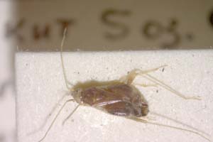 Ferganocoris kerzhneri Josifov, 1968 [paratype IBERZCXX0083] (c) Institute of Biodiversity and Ecosystem Research, BAS — Zoological Collection (IBER-ZC)