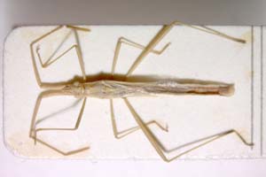 Chorosoma gracile Josifov, 1968 [holotype IBERZCXX0084] (c) Institute of Biodiversity and Ecosystem Research, BAS — Zoological Collection (IBER-ZC)