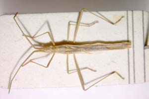 Chorosoma gracile Josifov, 1968 [paratype IBERZCXX0085] (c) Institute of Biodiversity and Ecosystem Research, BAS — Zoological Collection (IBER-ZC)