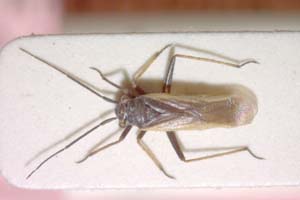 Dimorphocoris cilix Seidenstücker, 1962 [paratype IBERZCXX0092] (c) Institute of Biodiversity and Ecosystem Research, BAS — Zoological Collection (IBER-ZC)