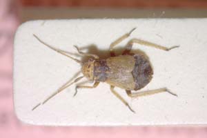 Dimorphocoris cilix Seidenstücker, 1962 [paratype IBERZCXX0093] (c) Institute of Biodiversity and Ecosystem Research, BAS — Zoological Collection (IBER-ZC)