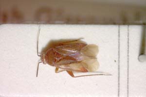 Psallus muminovi Josifov, 1973 [holotype IBERZCXX0095] (c) Institute of Biodiversity and Ecosystem Research, BAS — Zoological Collection (IBER-ZC)